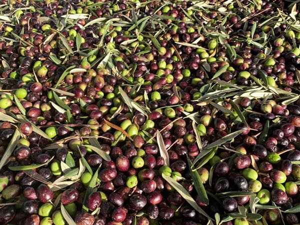 Come si conserva l'olio d'oliva